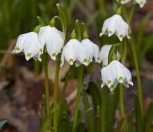 Imagem de Leucojum