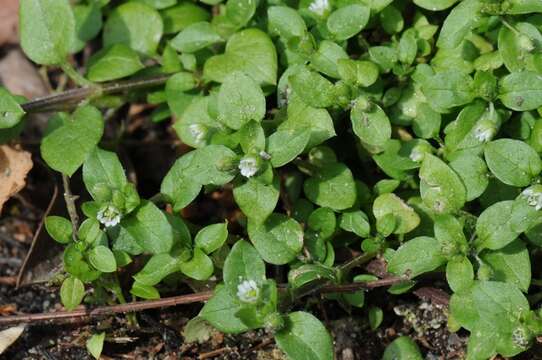 Image of Stellaria