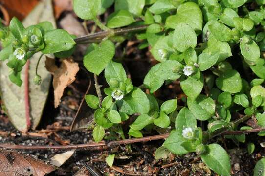 Image of Stellaria