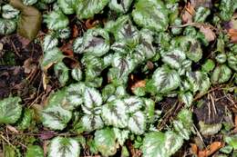 Image of deadnettle