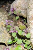 Image of deadnettle