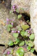 Image of deadnettle