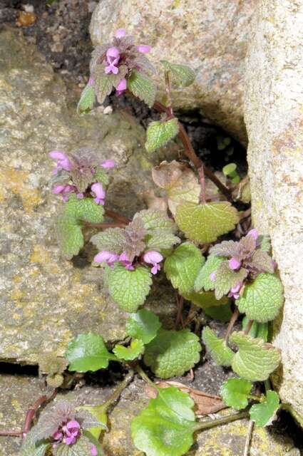 Image of deadnettle