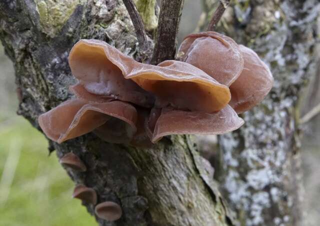 Image of Auricularia