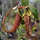 Image de Nepenthes rafflesiana Jack