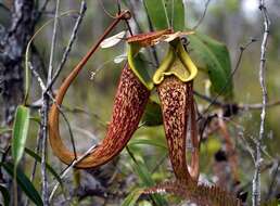 Image of Raffles' pitcher plant