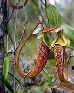 Image of Raffles' pitcher plant