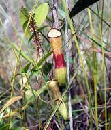 Image of slender pitcher plant