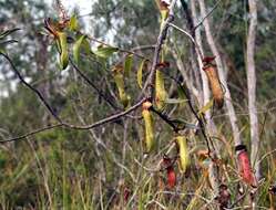 Image of slender pitcher plant