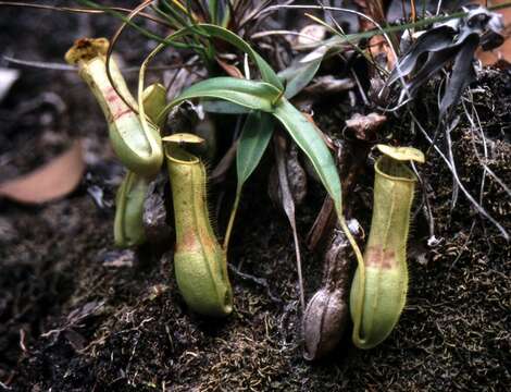 Image of slender pitcher plant