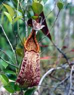 Image of Raffles' pitcher plant