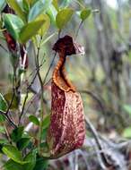 Image of Raffles' pitcher plant