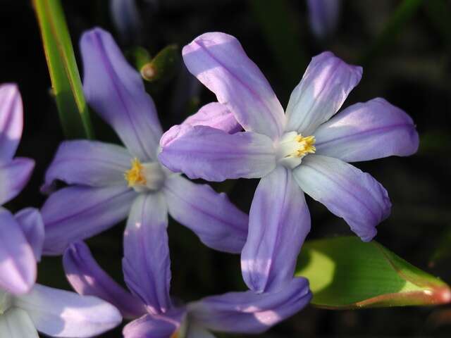 Image de Scilla luciliae (Boiss.) Speta