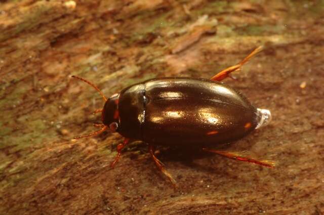 صورة Agabus (Gaurodytes) unguicularis (Thomson 1867)