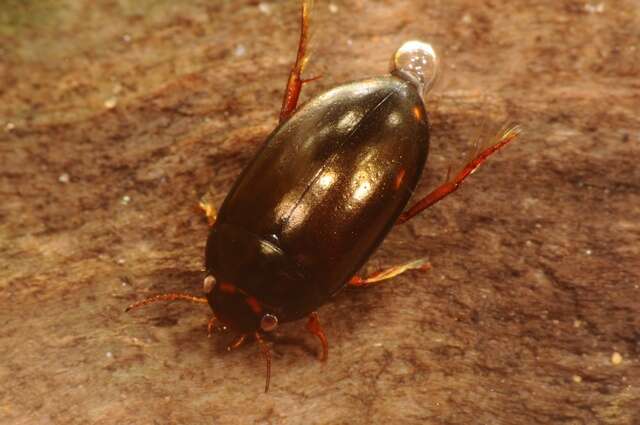 صورة Agabus (Gaurodytes) unguicularis (Thomson 1867)