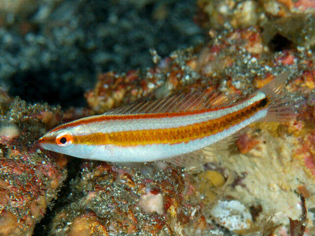 Image of Goldstripe wrasse