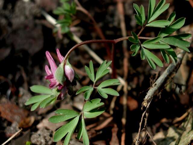 Image de Corydalis intermedia (L.) Merat