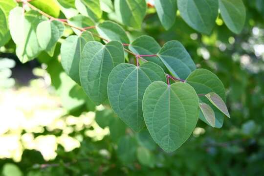 Image of katsura tree family