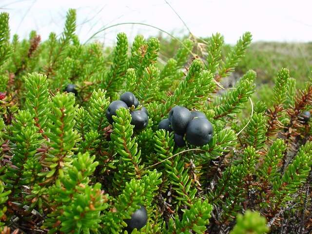 Image of crowberry