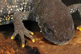 Image of Crested and marbled newts