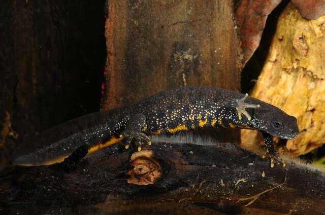 Image of Crested and marbled newts