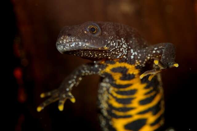 Image of Crested and marbled newts