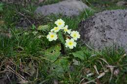 Image of primrose