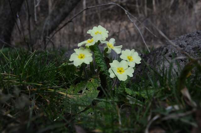 Image of primrose