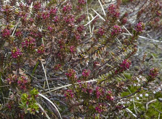 Image of crowberry