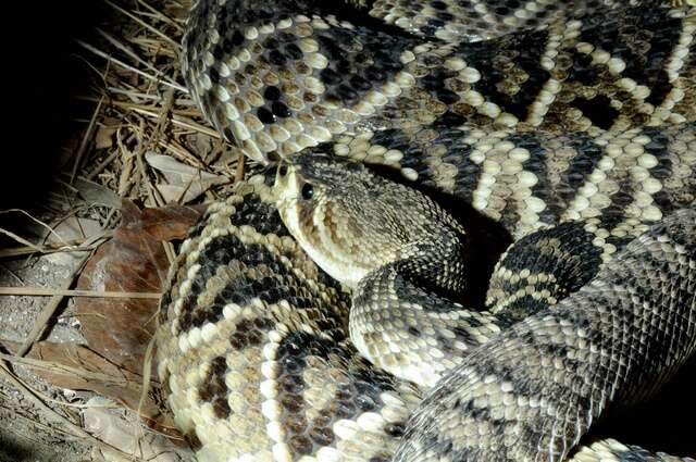 Image of Crotalus Linnaeus 1758