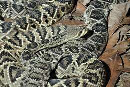 Image of Crotalus Linnaeus 1758