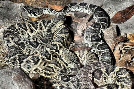 Imagem de Crotalus Linnaeus 1758