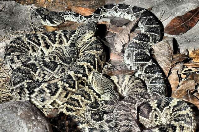 Crotalus Linnaeus 1758的圖片