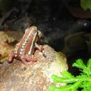 Image of Phantasmal poison frog