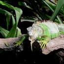 Image of Iguana iguana (Linnaeus 1758)