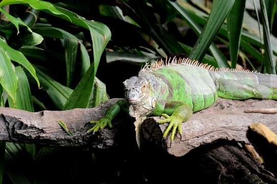 Image de Iguana