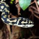 Image of Morelia spilota cheynei Wells & Wellington 1984