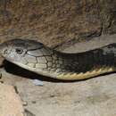 Image of King Cobra