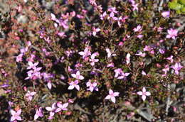 Image of Boronia filifolia F. Müll.