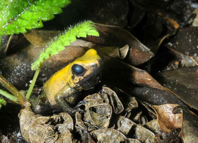 Image de Phyllobates Duméril & Bibron 1841