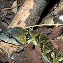 Image of Madagascar Tree Boa