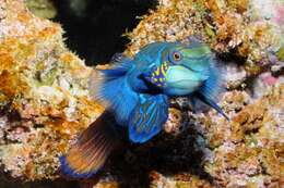 Image of black and white dragonet