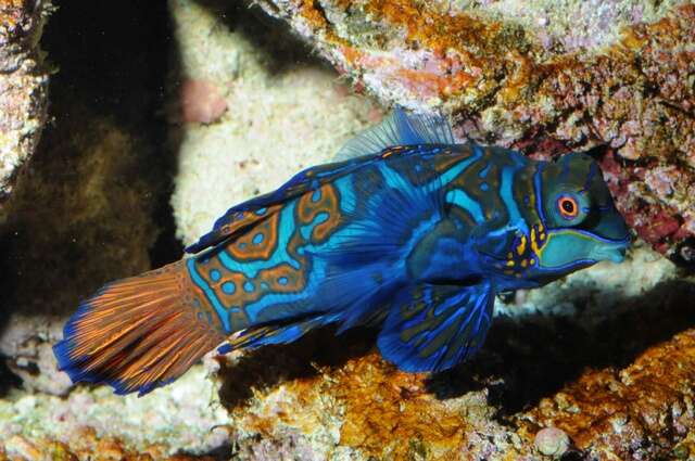 Image of black and white dragonet