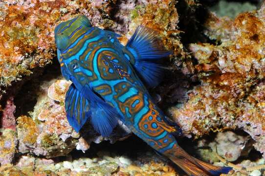 Image of black and white dragonet