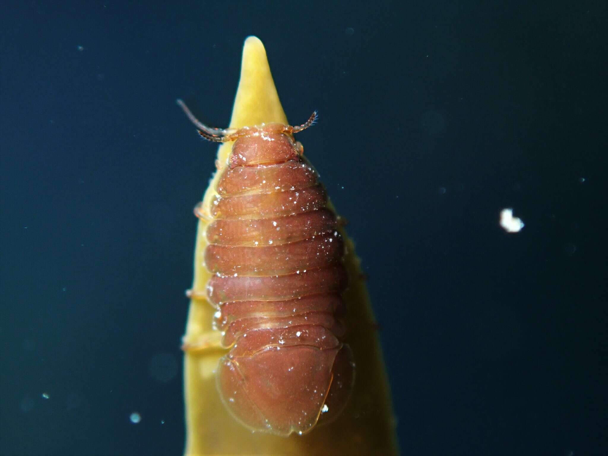 Image of Scutuloidea maculata Chilton 1883