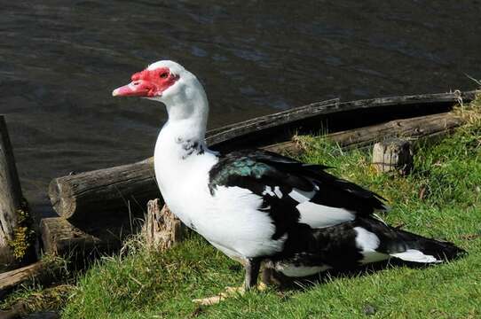 Image of Cairina Fleming & J 1822