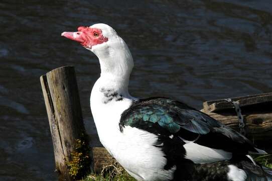 Image of Cairina Fleming & J 1822