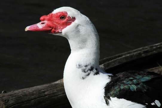 Image of Cairina Fleming & J 1822