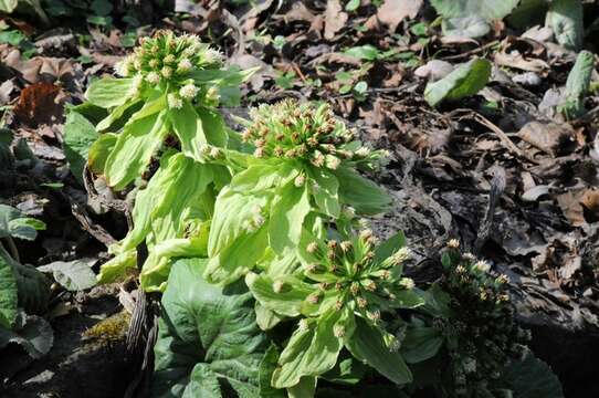 Image of butterbur