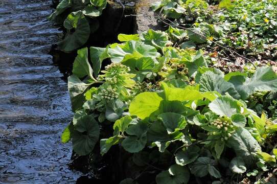 Image of butterbur